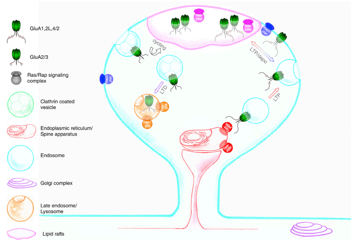 溫州醫(yī)科大學(xué)教授Neuron發(fā)文 揭示兩大信號通路在突觸可塑性調(diào)節(jié)中的作用