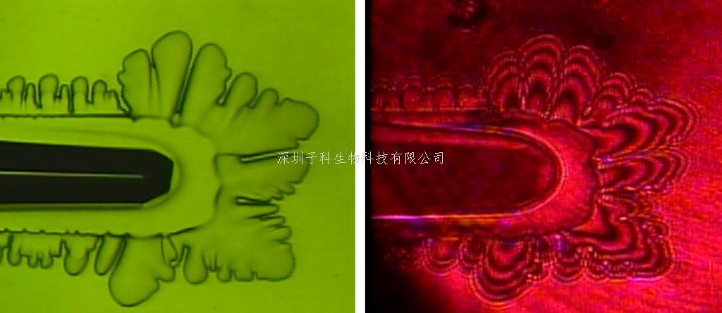 質疑有關抗凍蛋白的傳統(tǒng)觀點