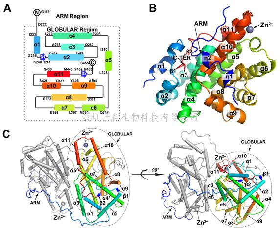 武漢大學PLoS Pathogens解析KSHV重要功能蛋白ORF57結構