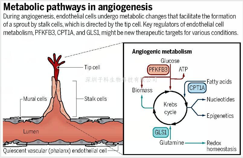 中山大學(xué)學(xué)者聯(lián)合發(fā)表Nature，Science：揭示血管研究新機(jī)制