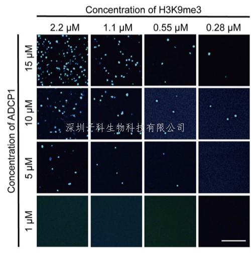 Cell Research：一類全新植物異染色質蛋白