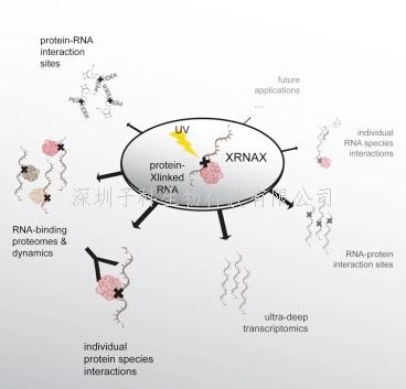 《Cell》新方式搜尋RNA-蛋白質(zhì)網(wǎng)絡