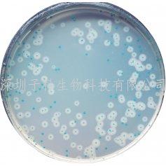 科馬嘉李斯特菌顯色培養(yǎng)基