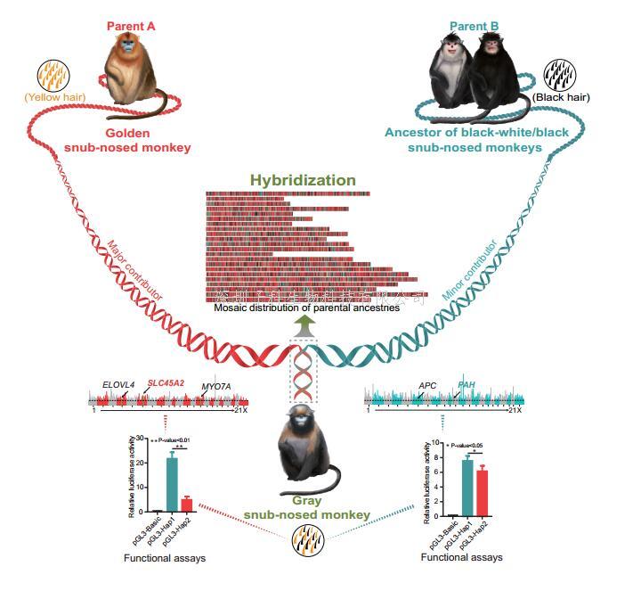 云南大學(xué)Science發(fā)文：靈長類動物黔金絲猴雜交起源和其獨(dú)特毛色產(chǎn)生的分子機(jī)制