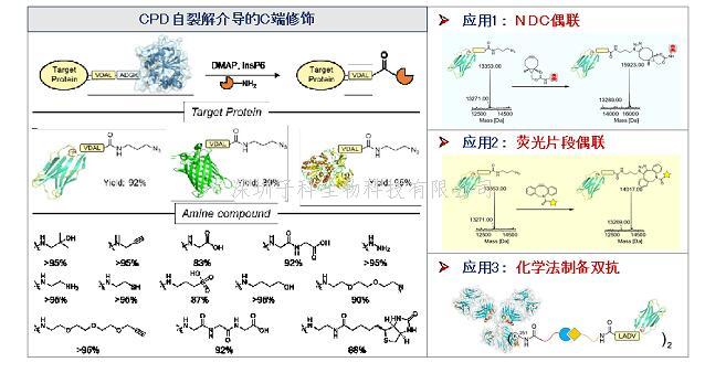 Nat Commun | 上海藥物所發(fā)展蛋白質(zhì)C端化學修飾新方法