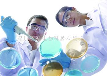 基因突變導致Schaaf-Yang綜合征的蛋白質截短