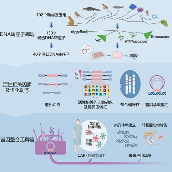 我國學(xué)者在DNA轉(zhuǎn)座子多樣性研究和基因工程技術(shù)開發(fā)方面取得進(jìn)展